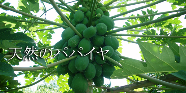 スライド1